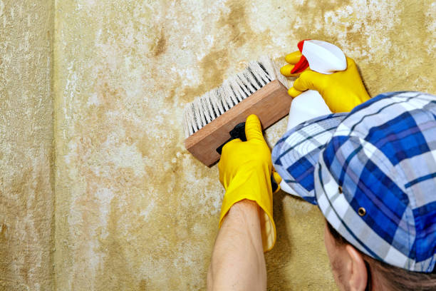 Best Mold Prevention Services  in Kirtland, OH